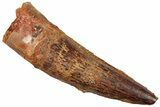 Real Fossil Spinosaurus Tooth - Beautiful Enamel #254853-1